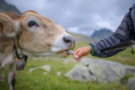 Cow licks a baby's hand in a pasture