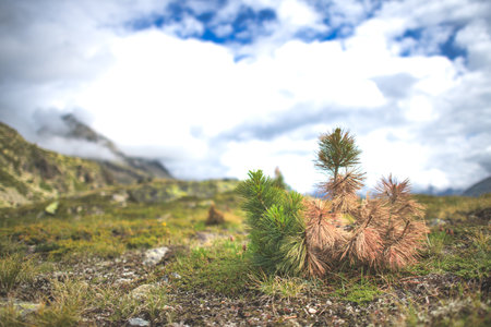 Growth of small pine in the high mountainsの写真素材