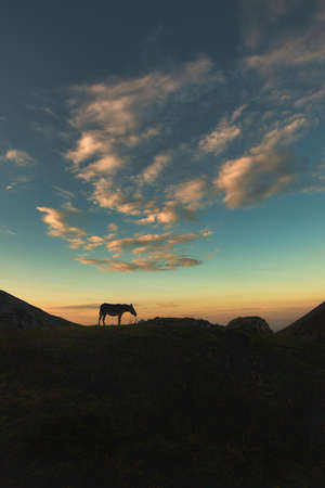 Silhouette of a horse in the high mountainsの写真素材