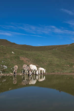 Donkeys quench their thirst in a pool of water in a mountain meadowの写真素材