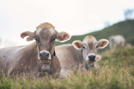 Cows rest in a pasture meadow on the Italian Alpsの写真素材