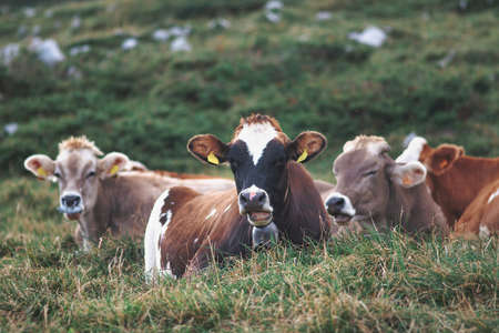 Cows on the ground in the meadow on the Italian Alpsの写真素材