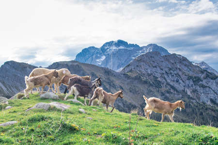 Herd of hares on mountain meadowsの写真素材