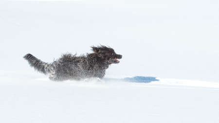 Big hairy black dog runs fast in the fresh snowの写真素材