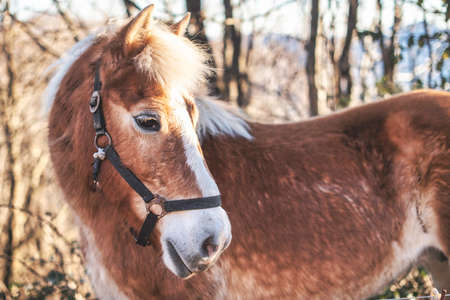 A horse. haflinger in the italian prealpsの写真素材