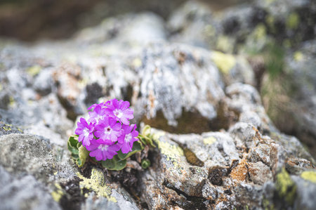 Hirsute primrose grown among mountain stones on the Italian alps