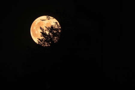 Full moon with silhouette d branches in front evening from north Italy of July 13, 2022の写真素材