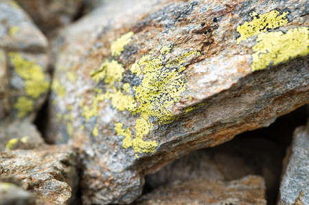 Detail of lichens on mountain boulders in the Alps of northern Italy