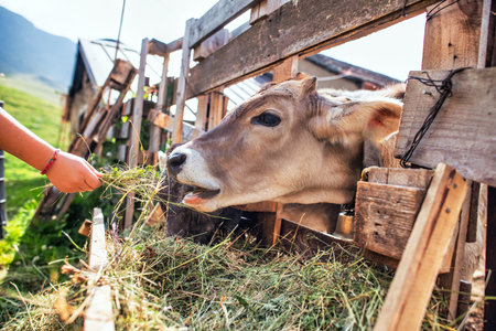 A child's hand feeds grass to a cow on a farmの写真素材