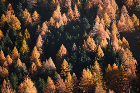Colors of plants in autumn taken from above