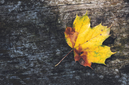 A freshly fallen yellow autumn leaf on outdoor wooden table.