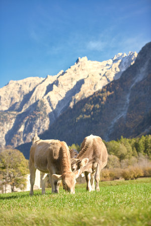 Cows grazing in Switzerland near a villageの写真素材