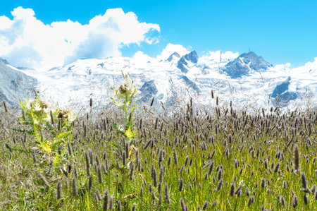 Contrast of seasons in mountain landscape on the Swiss alpsの写真素材