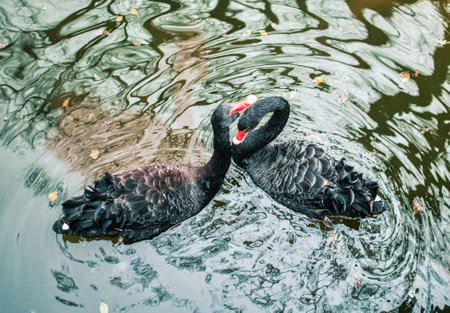 Two black swans in a pond