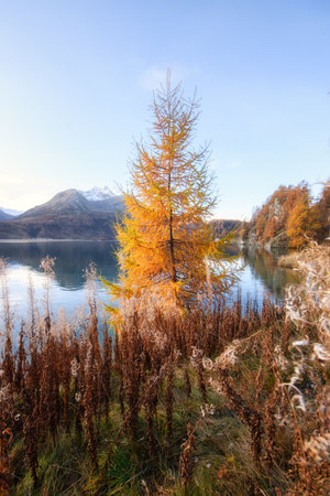 Golden-colored larch in autumn near a lake in the Swiss Alps in the Engadine Valleyの写真素材