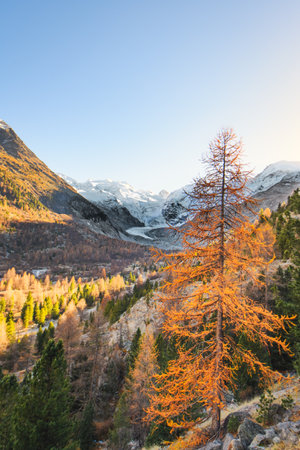Colorful plants in autumn in an Alpine valley under a Swiss glacierの写真素材