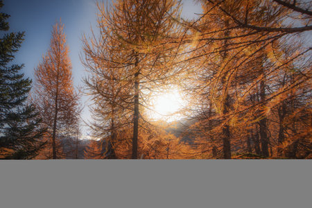 Sunshine among the autumn larch trees in the Swiss Alpsの写真素材