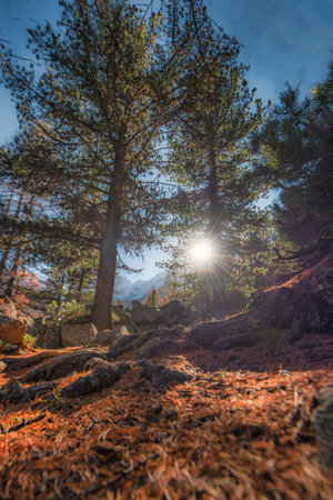 Vertical landscape with sunshine among the trees in the mountains on the Swiss alps