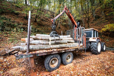 Loads of wood from freshly cut trees in a forest