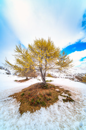 A larch in autumn on the snow in Swiss alpsの写真素材
