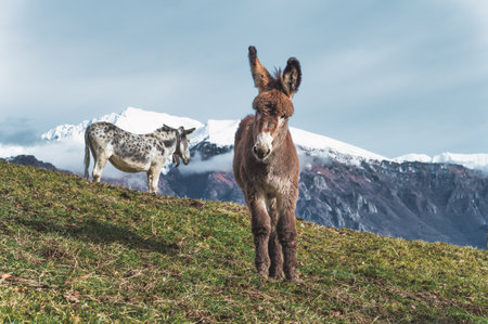 Two mules in the high mountains on the Italian alpsの写真素材