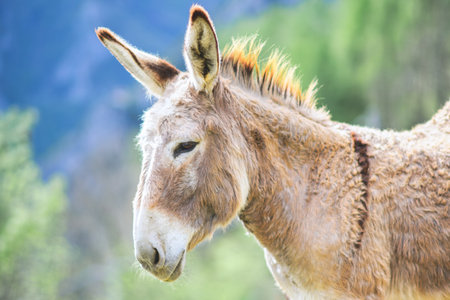 Portrait of a donkey in the mountains on the Italian Alps