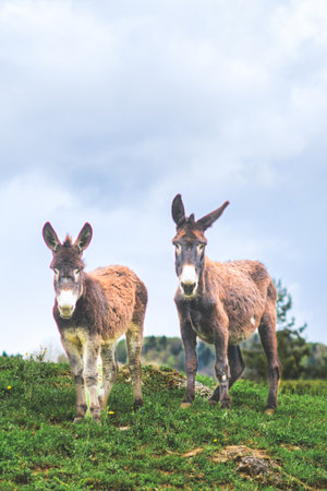 Two donkeys in a meadow on the Italian Alps