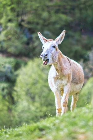 A nurse donkey in the pasture on the Italian Alps