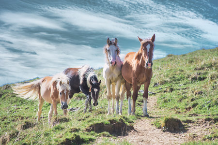 Some free horses on the hills in Italyの写真素材