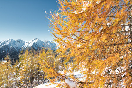 Colorful larch in autumn with snow in the background in the Swiss Alpsの写真素材