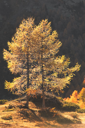 Two larches in autumn in the mountainの写真素材