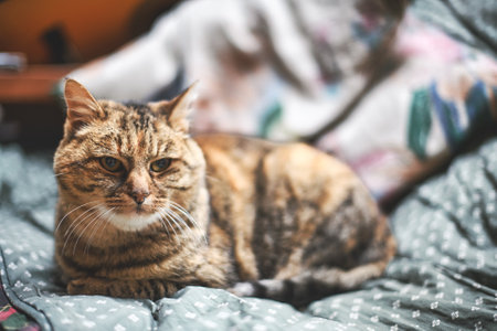 A brown cat sitting on the sofaの写真素材