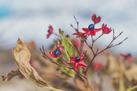 Clerodendrum trichotomum plant of the Verbenaceae familyの写真素材