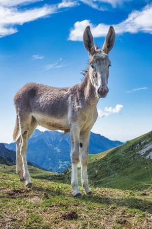 A donkey in the mountain meadows