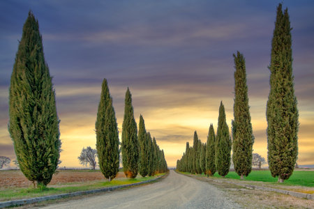 Treated path of cypresses in Tuscany Italyの写真素材