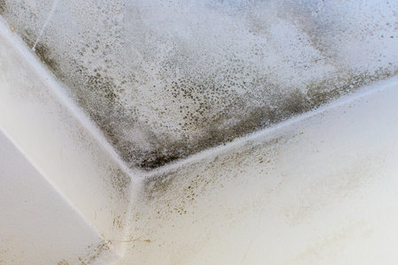 Wall chassis house with moldの写真素材