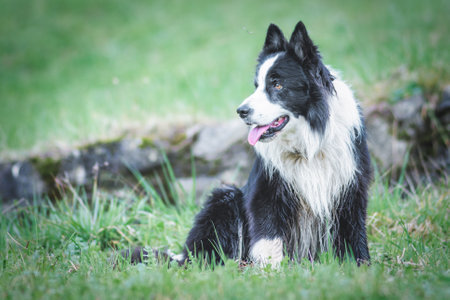 A border collie dog in the lawn aloneの写真素材