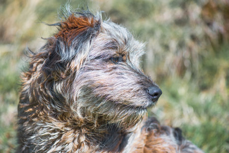 Portrait of a hairy dog in nature