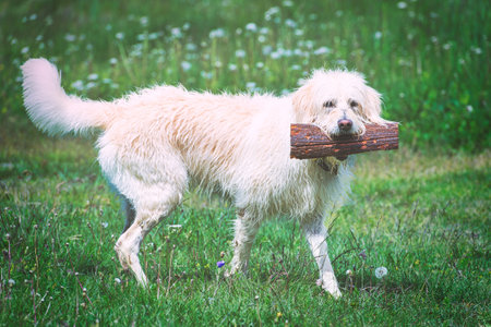 A white dog with a wood in his mouthの写真素材