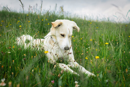 A light dog in the meadow aloneの写真素材