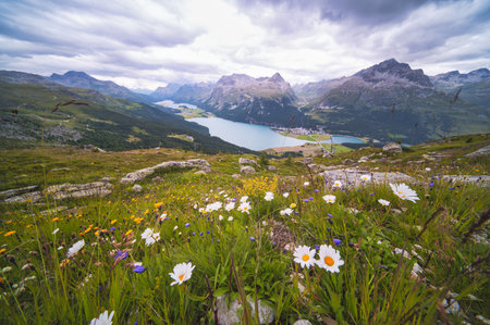 Flowery meadow in alpine landscape on Swiss alpsの写真素材