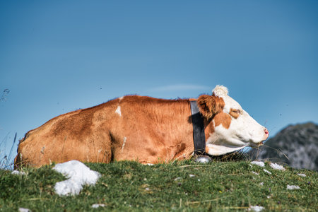Mountain cow in the sun in the lawn in northern Italyの写真素材