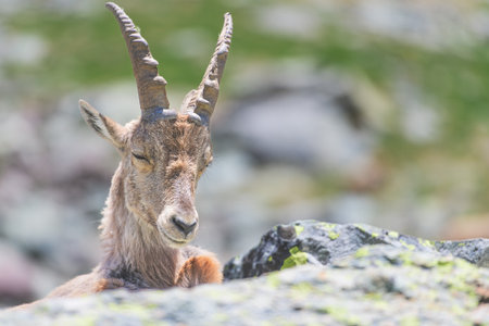 Portrait of a mountain goat in the Italian alpsの写真素材