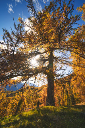 Autumn larch with the sun filtering through the branches on the Italian Prealpsの写真素材