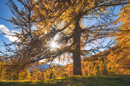 Autumn larch with the sun filtering through the branches on the Italian Prealps