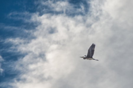 A heron flies in the skyの写真素材