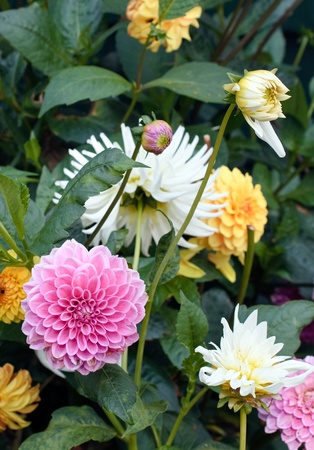 composition of white and pink dahlia flowersの写真素材