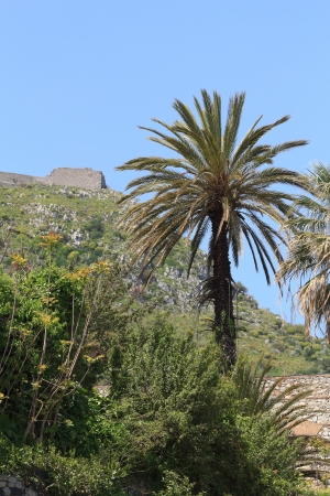 palm in taormina,sicilyの写真素材