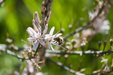 bee inside a white flower in a meadowの写真素材