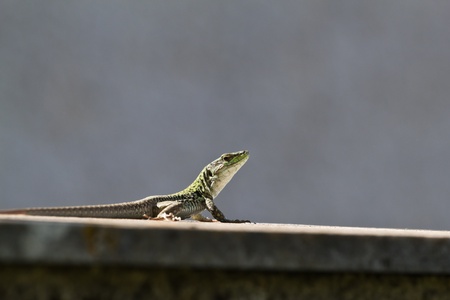 Lizard resting in the sunの写真素材